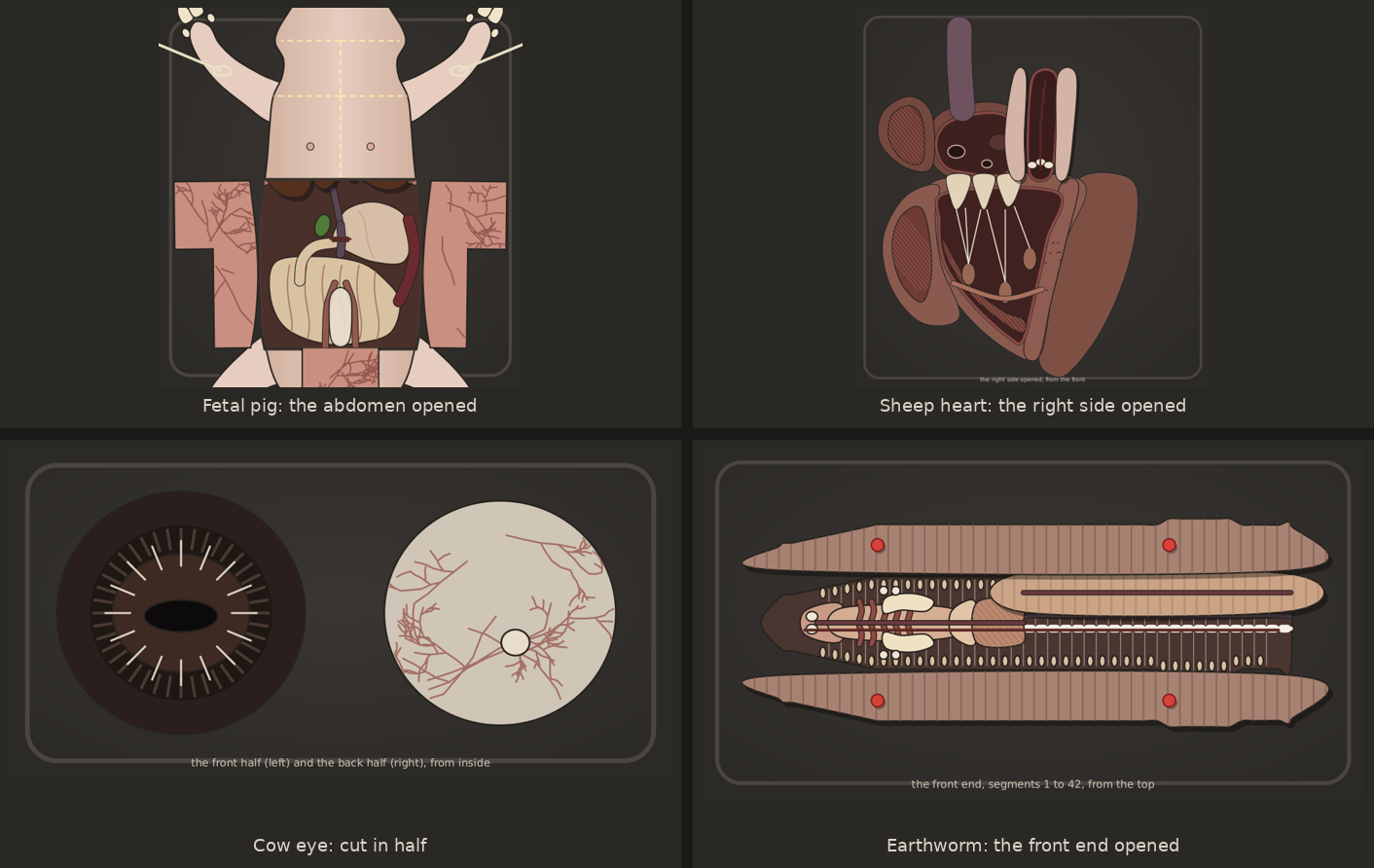 Four of the specimens, drawn by the app: a fetal pig with its abdomen opened and the organs in place, a sheep heart with its right side opened to the valve and its strings, a cow eye cut in half with the iris and the retina, and an earthworm with its front end opened and the body wall pinned back.